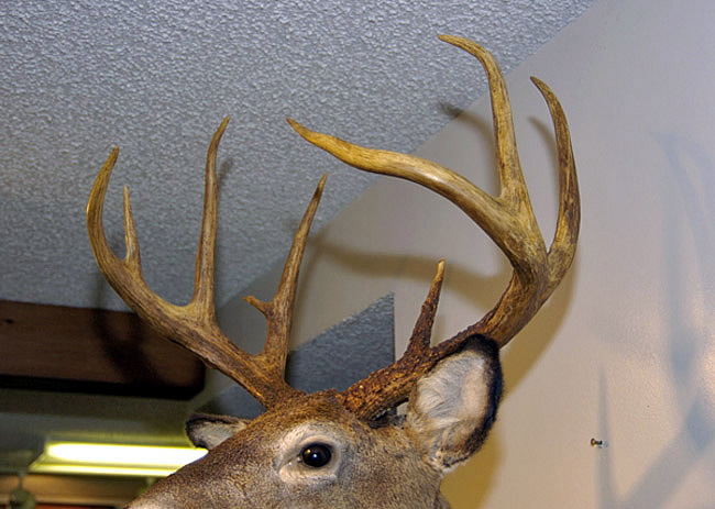 mounted deer head